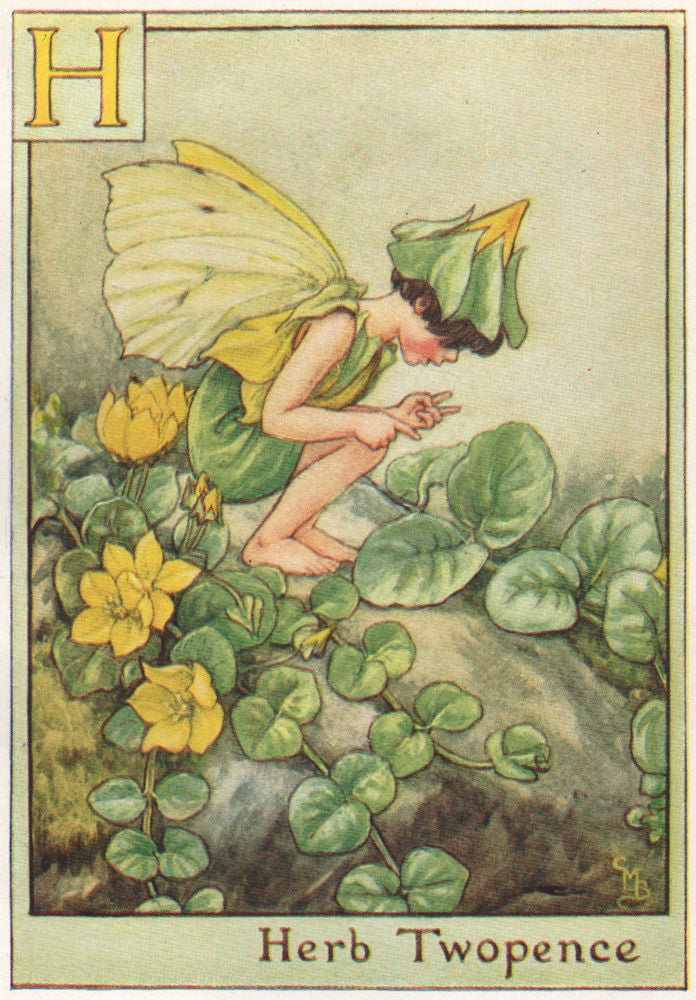 H = Herb Twopence Fairy by Cicely Mary Barker. Alphabet Flower Fairies c1934